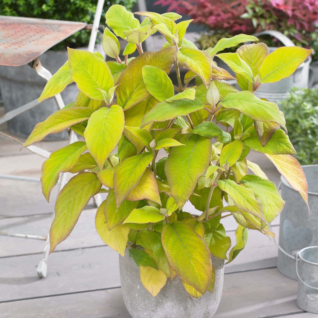 Hortensia aspera subsp. sargentiana Goldrush - Hydrangea