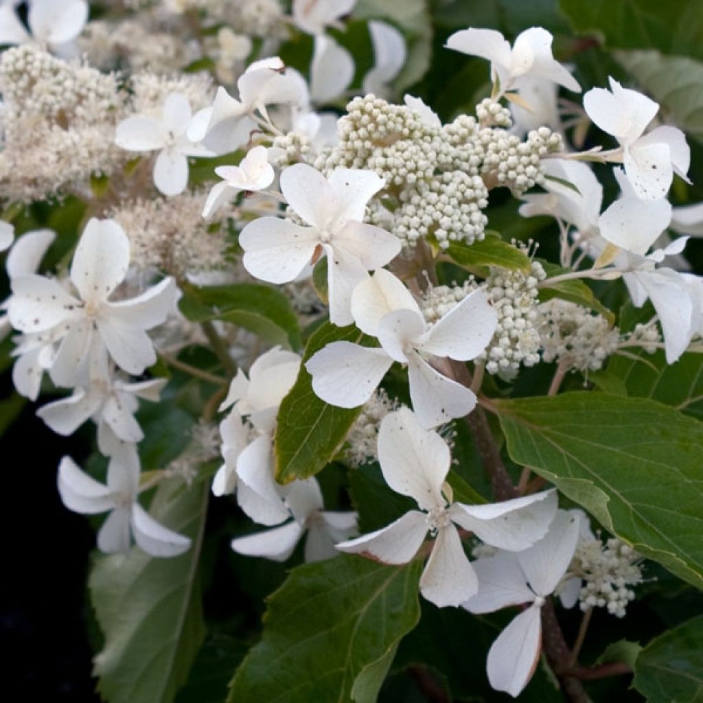 Hortensia paniculata Levana - Hydrangea paniculata