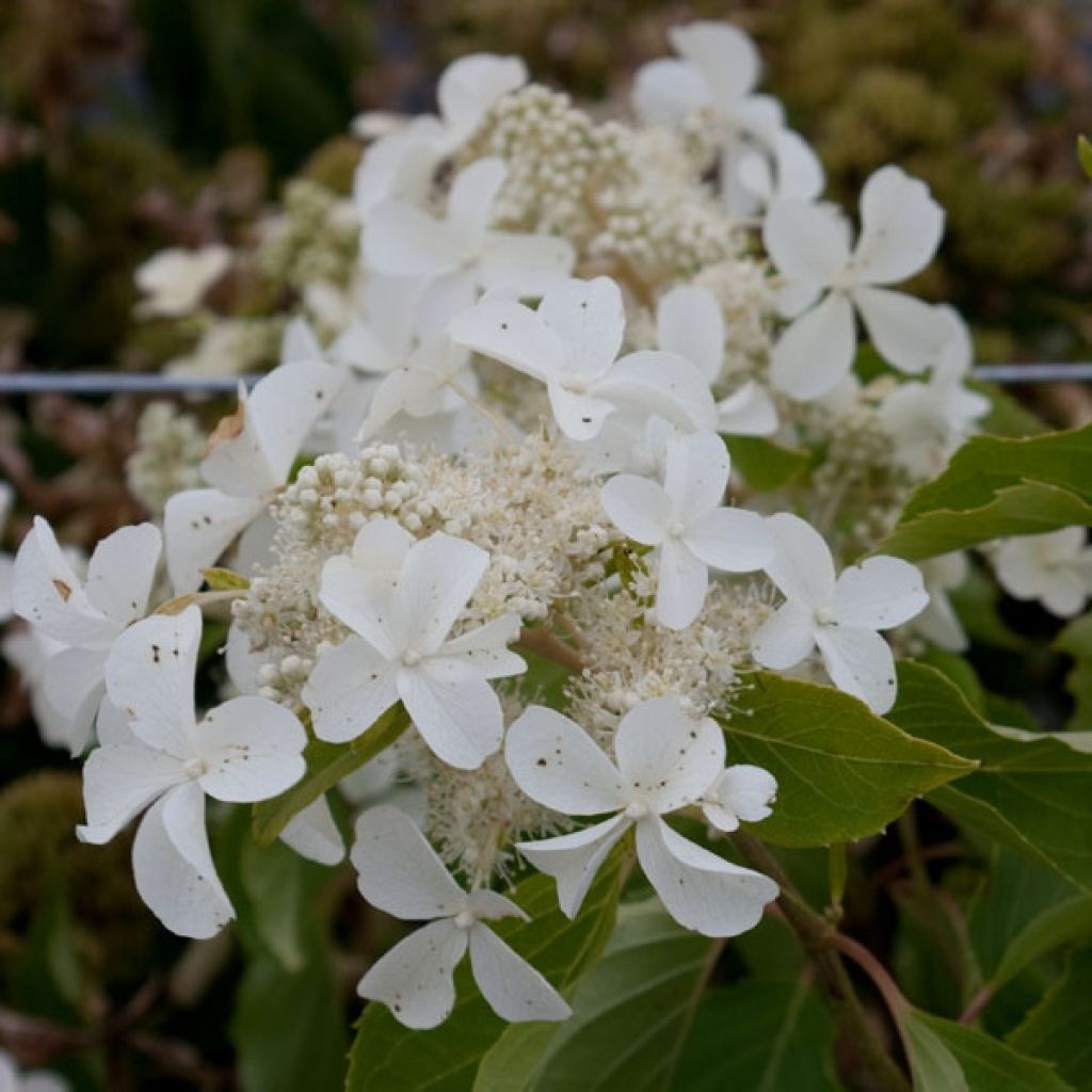 Hortensia paniculata Levana - Hydrangea paniculata