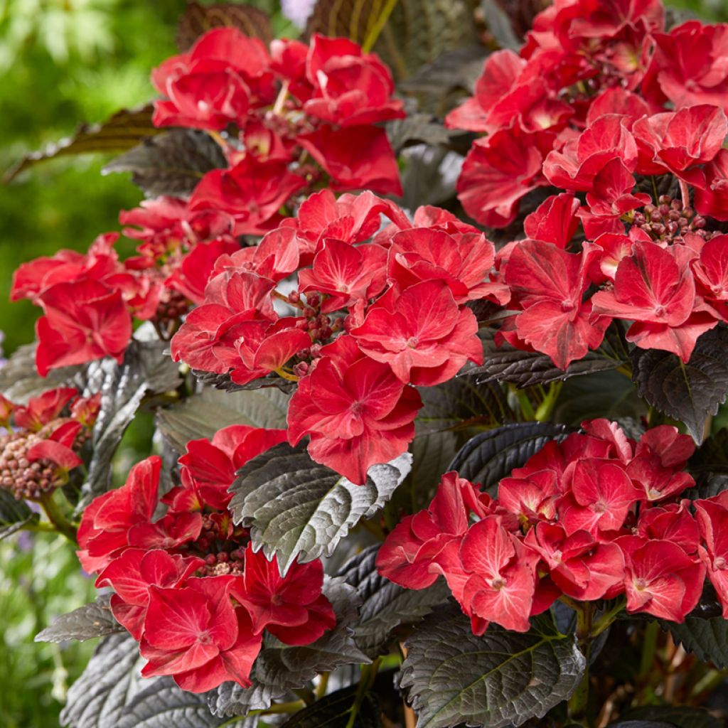 Hortensiamacrophylla x serrata After Midnight - Hydrangea