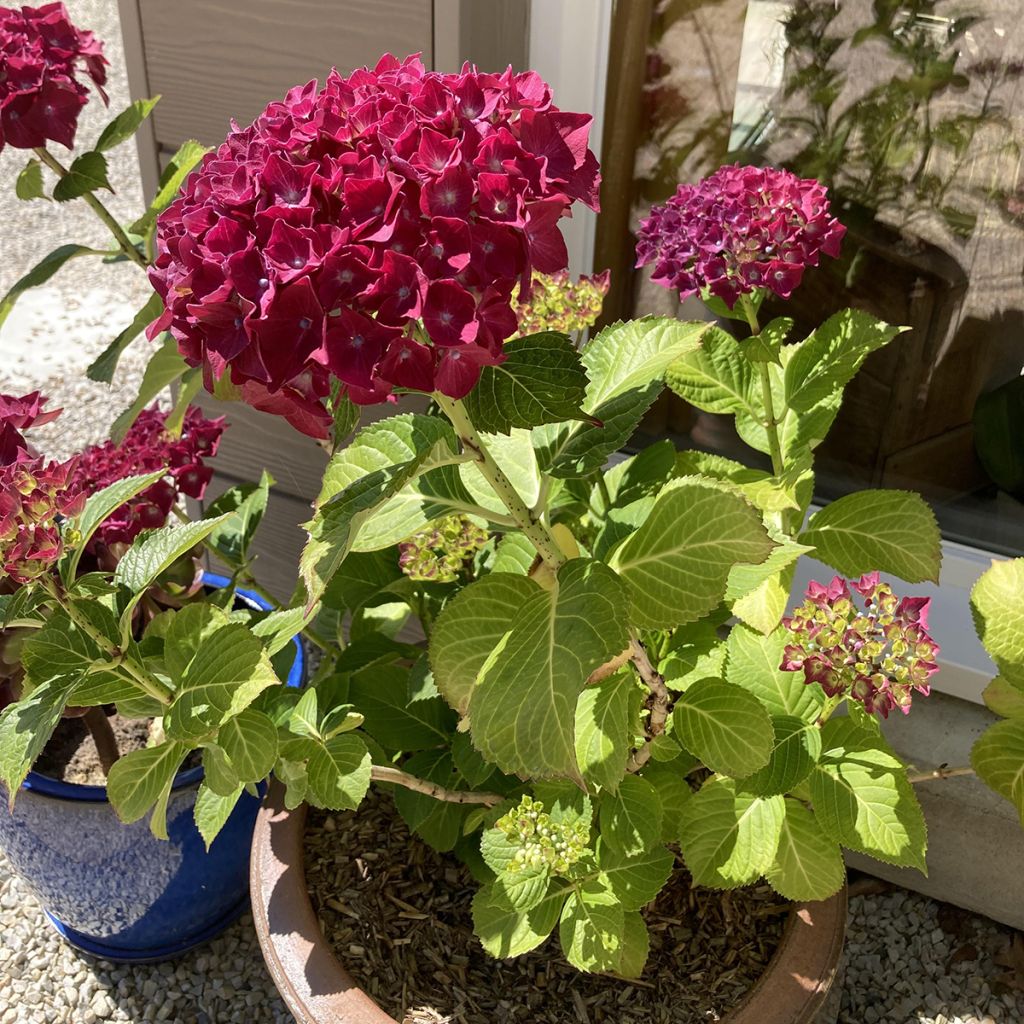 Hortensia macrophylla Beautensia Dali - Hydrangea