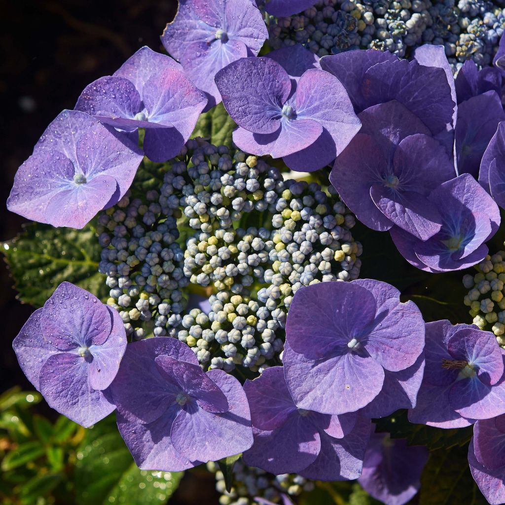 Hortensia macrophylla Blaumeise - Hydrangea