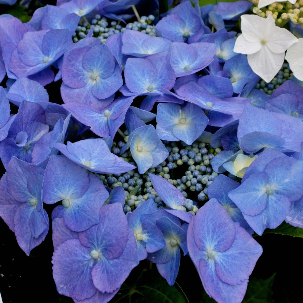 Hortensia macrophylla Blaumeise - Hydrangea