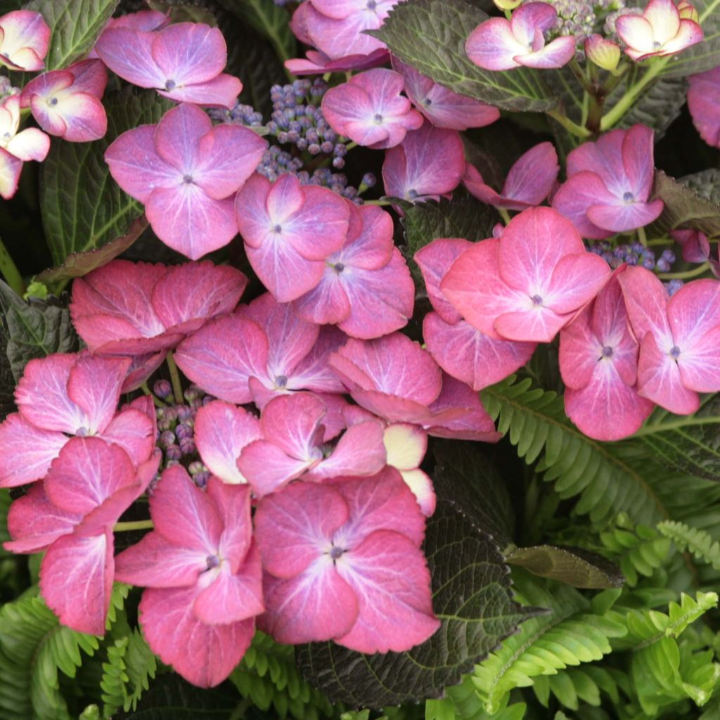 Hortensia macrophylla Dark Angel Purple - Hydrangea