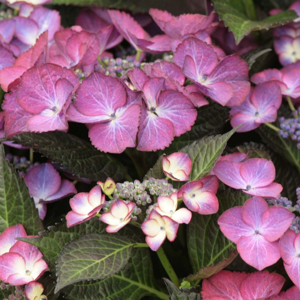 Hortensia macrophylla Dark Angel Purple - Hydrangea