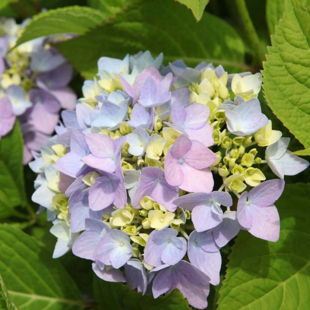 Hortensia macrophylla Endless Summer The Original Blue - Hydrangea