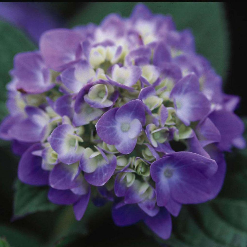Hortensia macrophylla Endless Summer The Original Blue - Hydrangea