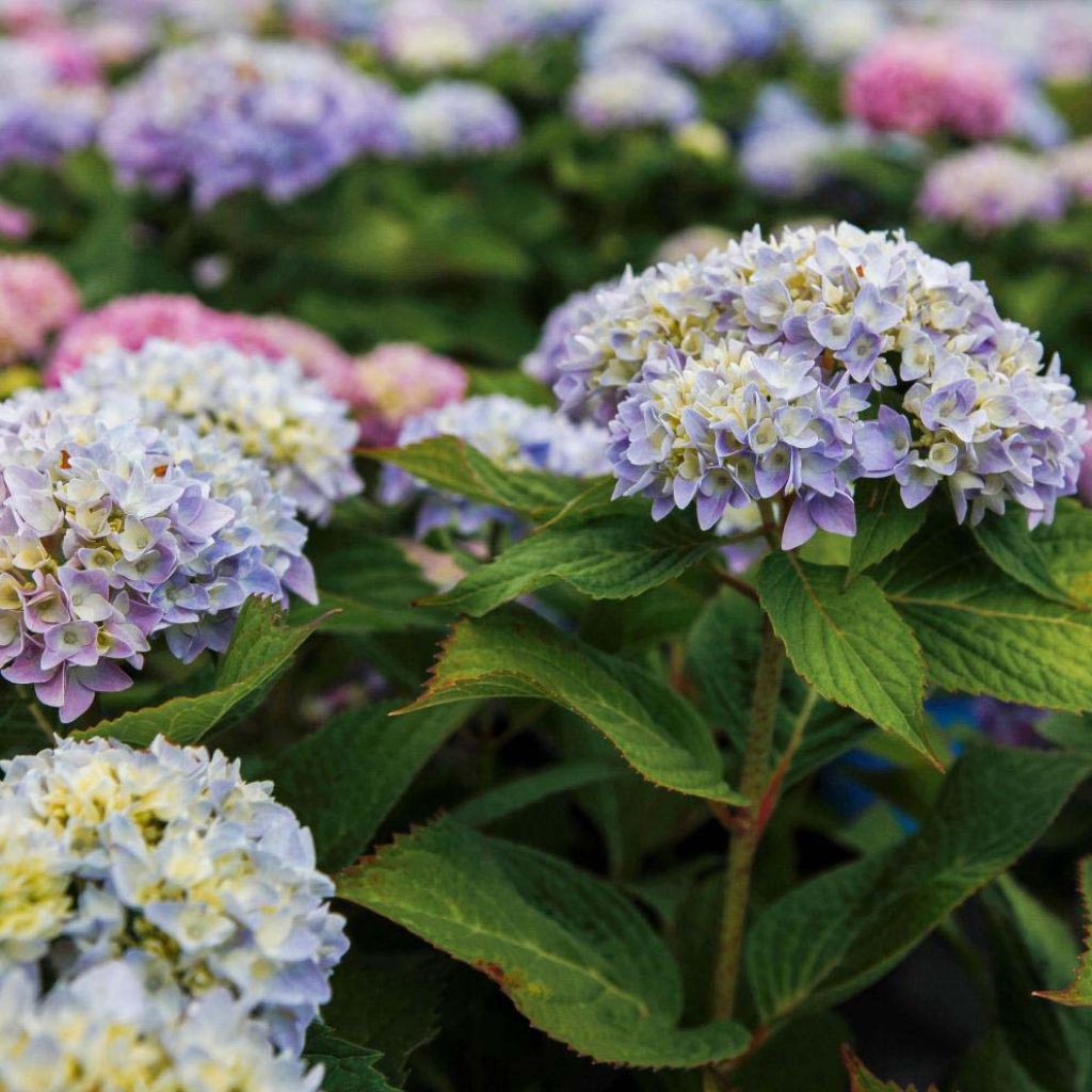 Hortensia macrophylla Endless Summer The Original Blue - Hydrangea