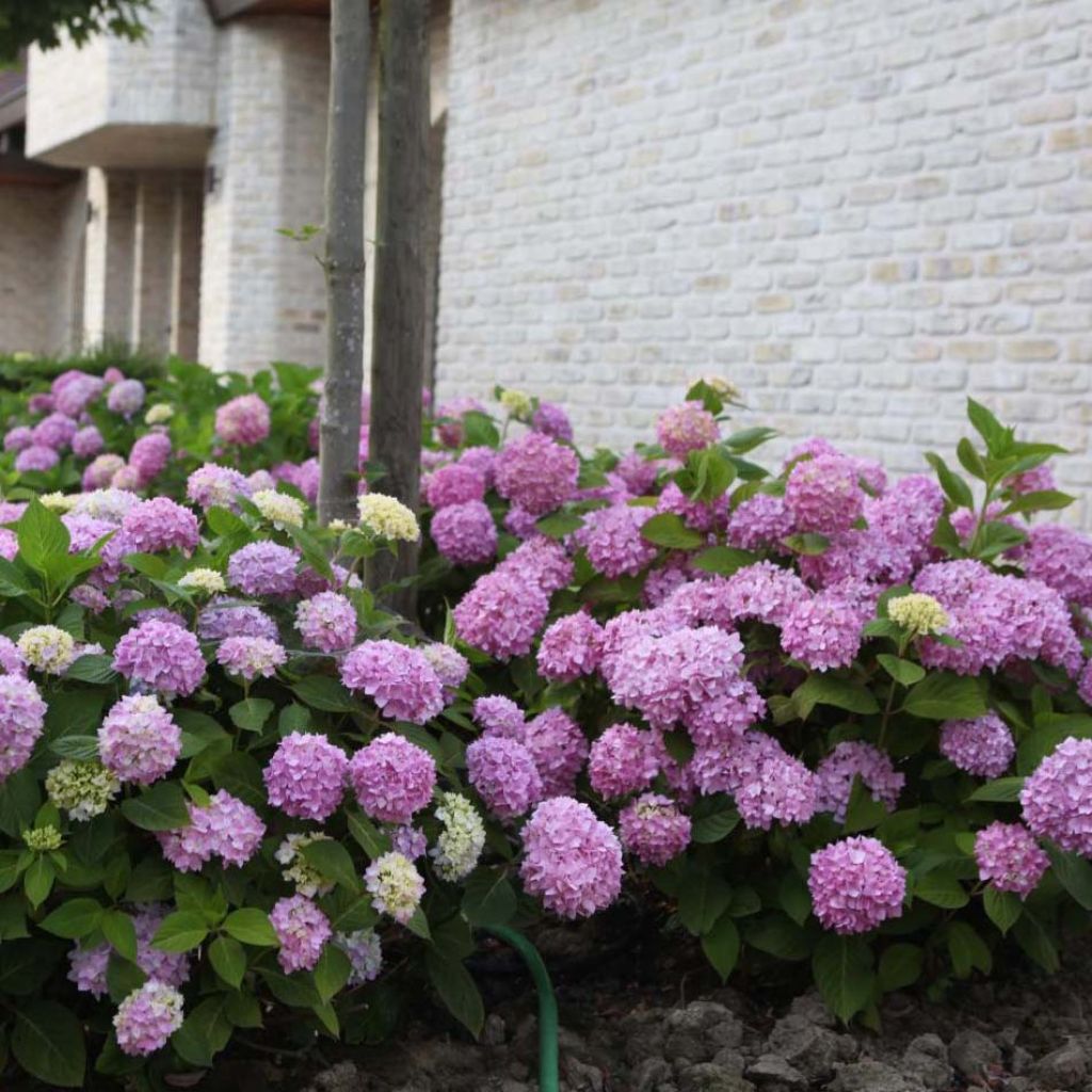 Hortensia macrophylla Endless Summer The Original Pink - Hydrangea