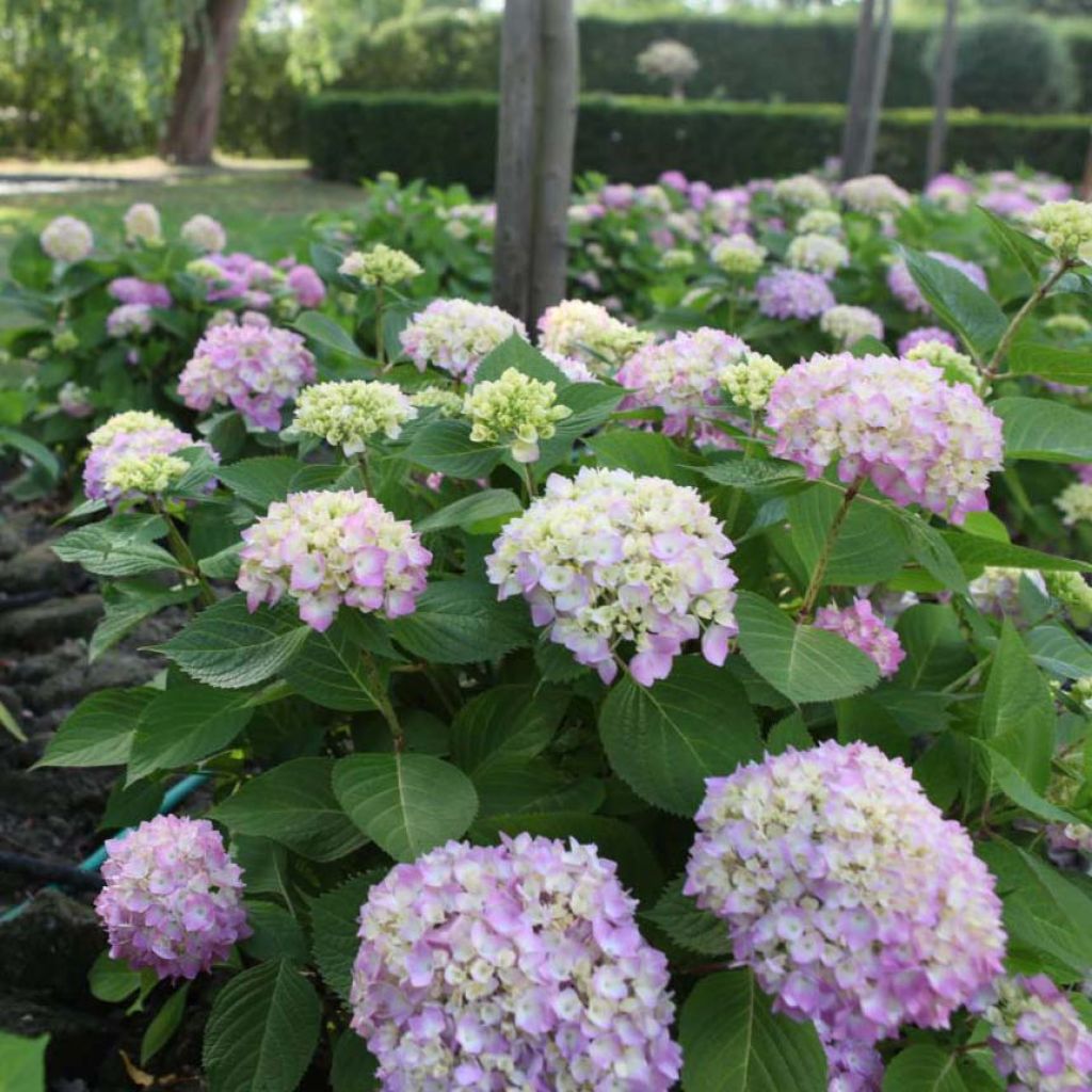 Hortensia macrophylla Endless Summer The Original Pink - Hydrangea