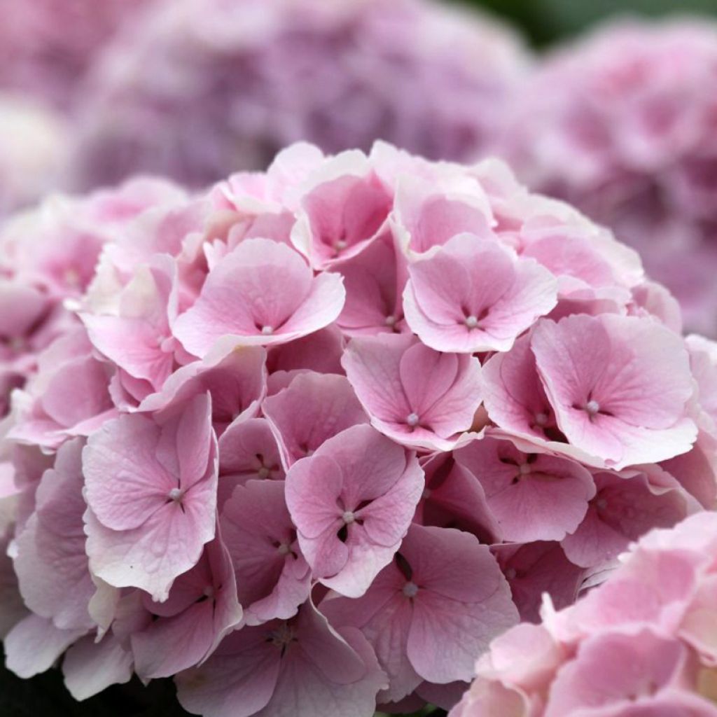Hortensia macrophylla Everbloom Pink Wonder - Hydrangea