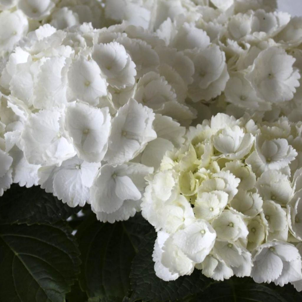 Hortensia macrophylla Everbloom White Wonder - Hydrangea