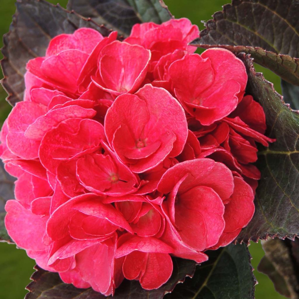 Hortensia macrophylla Julisa - Hydrangea