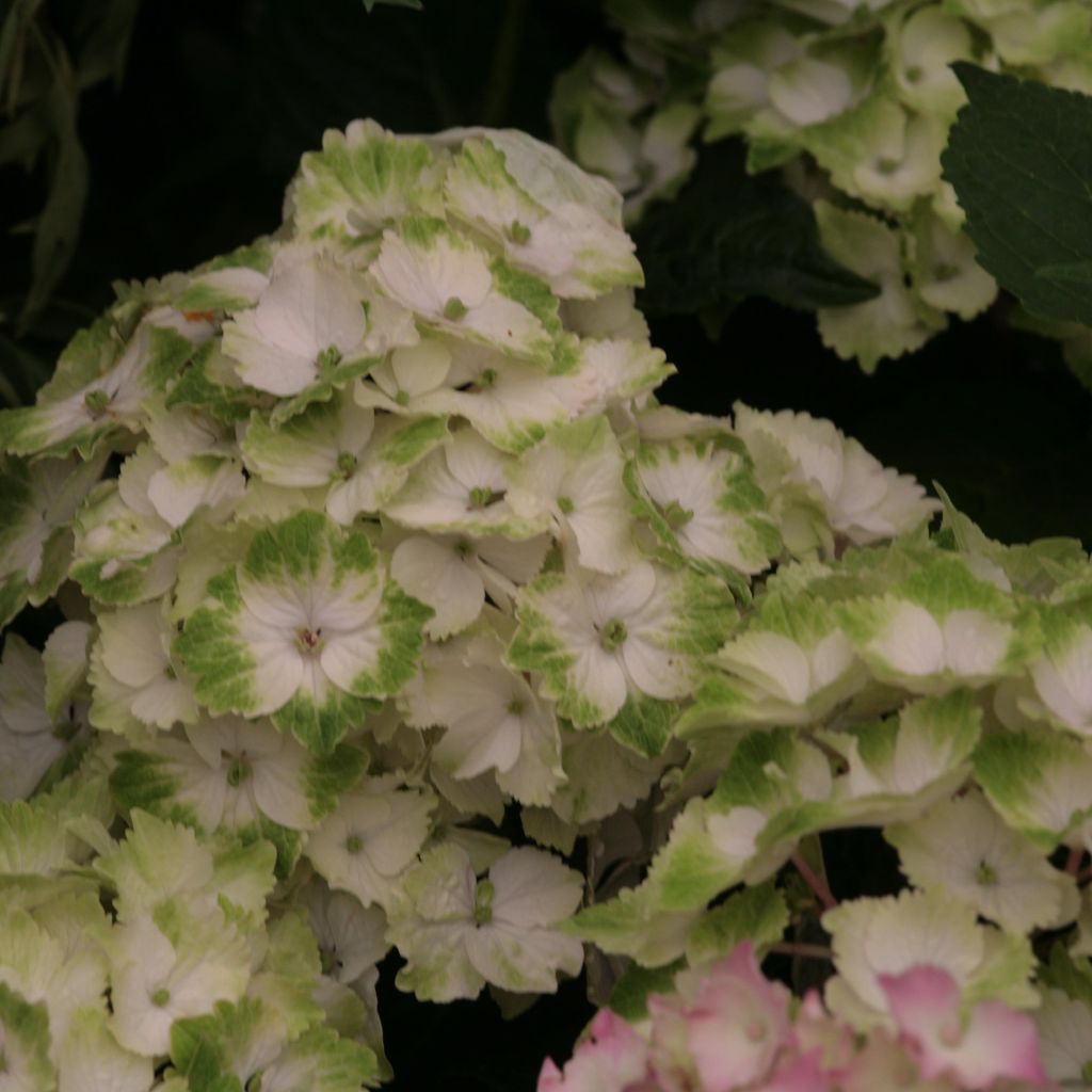 Hortensia - Hydrangea macrophylla Magical Noblesse