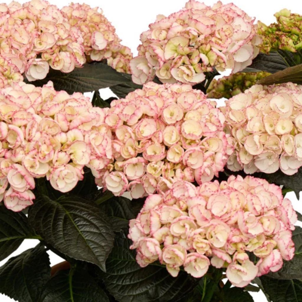 Hortensia macrophylla Midnight Pearl - Hydrangea