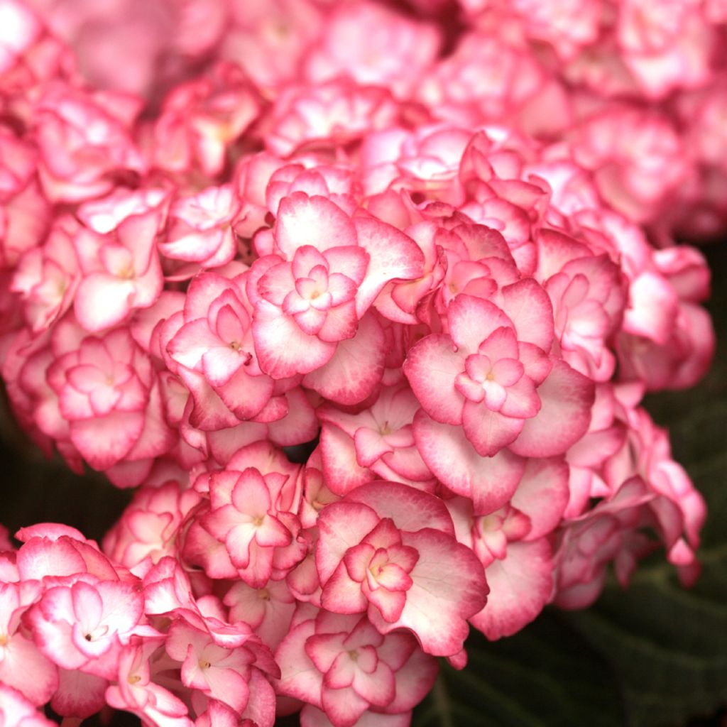 Hortensia macrophylla Miss Saori - Hydrangea