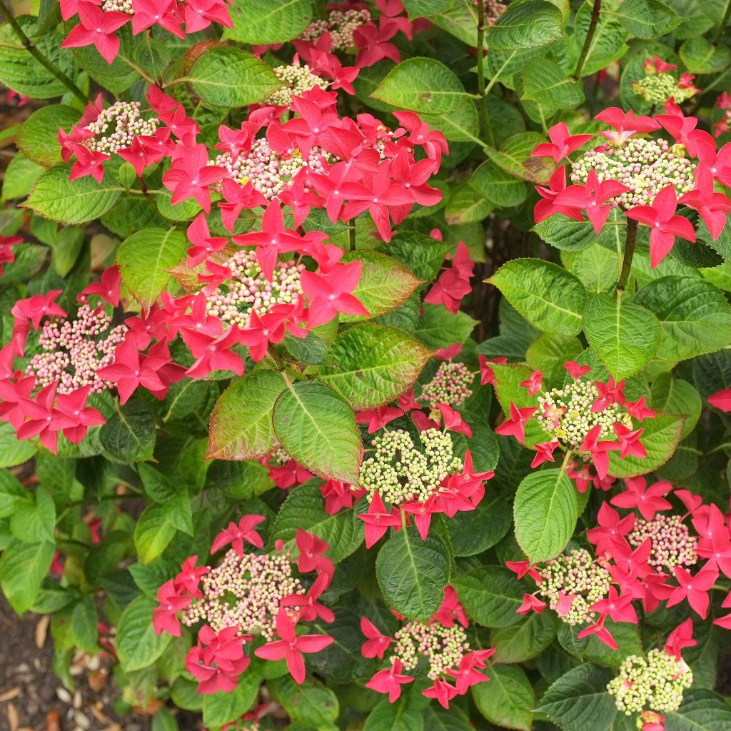 Hortensia macrophylla Rotschwanz - Hydrangea