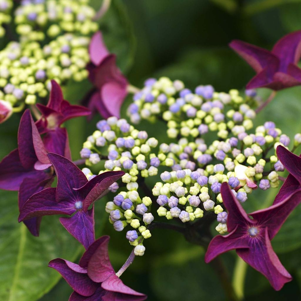 Hortensia macrophylla Rotschwanz - Hydrangea