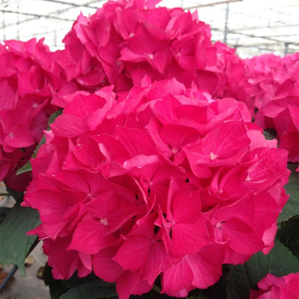 Hortensia macrophylla Dutch Ladies Selma - Hydrangea