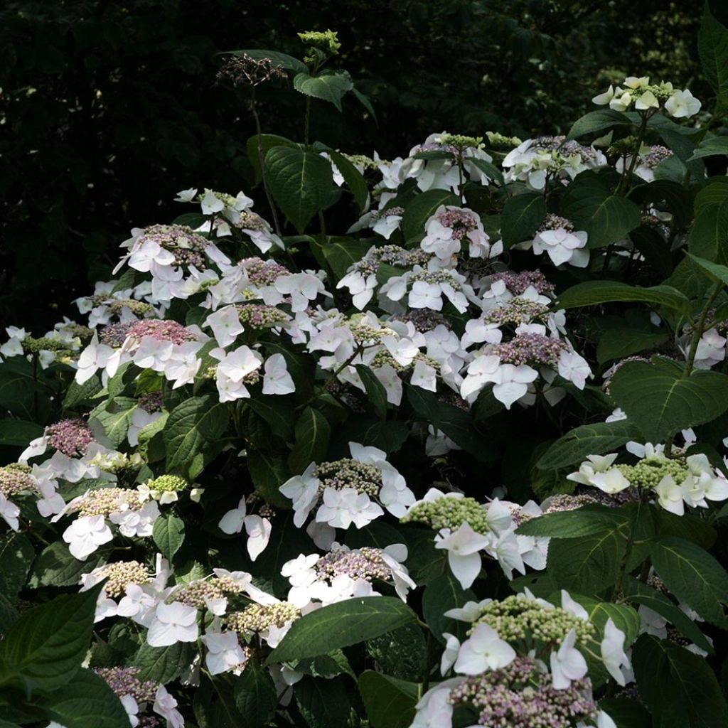Hortensia macrophylla Veitchii - Hydrangea