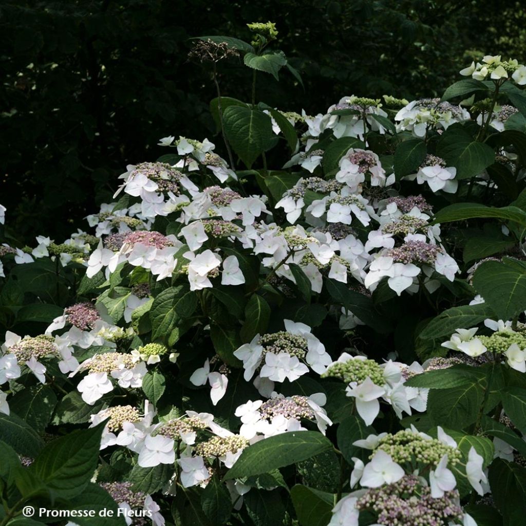 Hortensia macrophylla Veitchii - Hydrangea