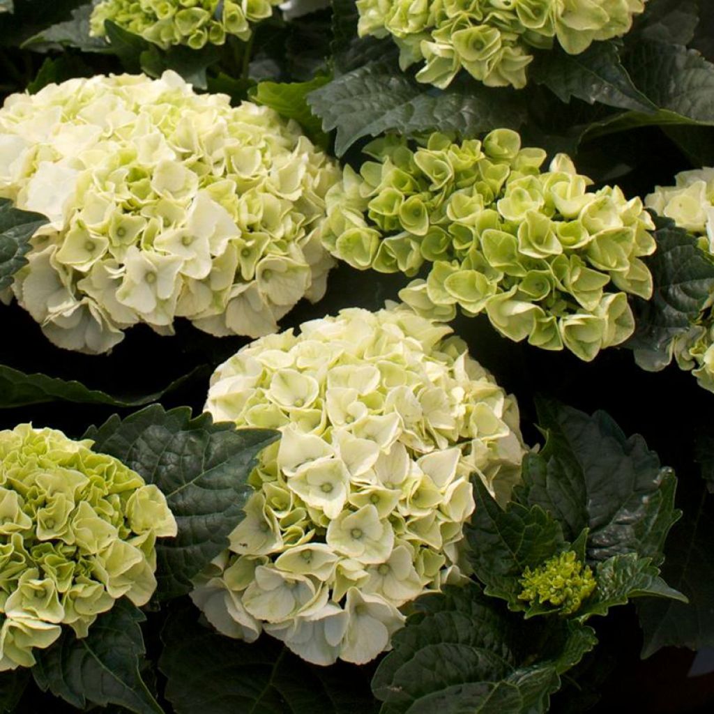 Hydrangea macrophylla Wudu - Hortensia