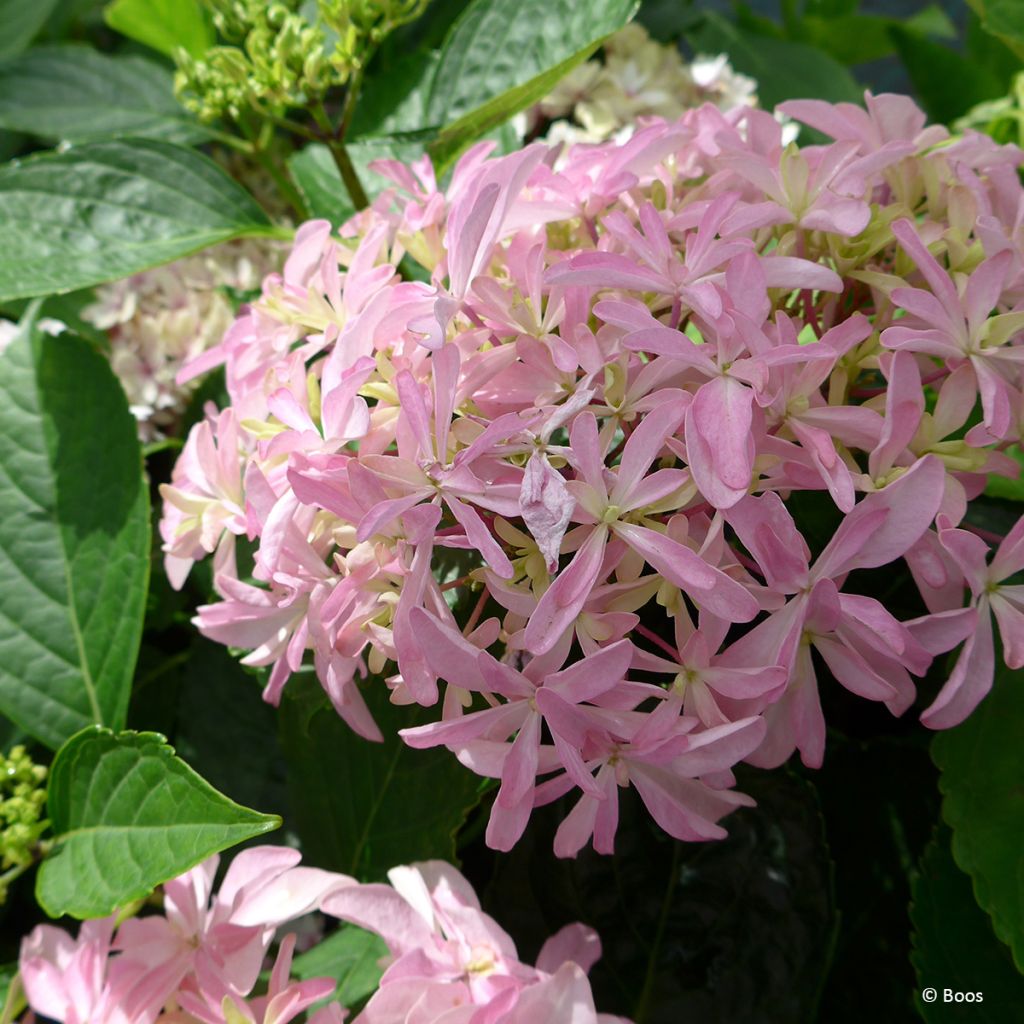 Hortensia macrophylla You & Me Inspire - Hydrangea