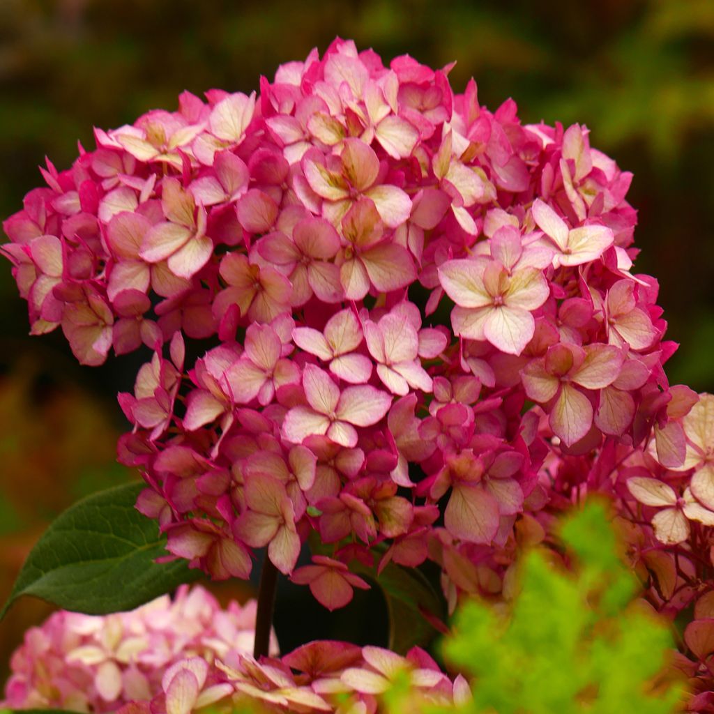 Hortensia paniculata Bloody Marie - Hydrangea