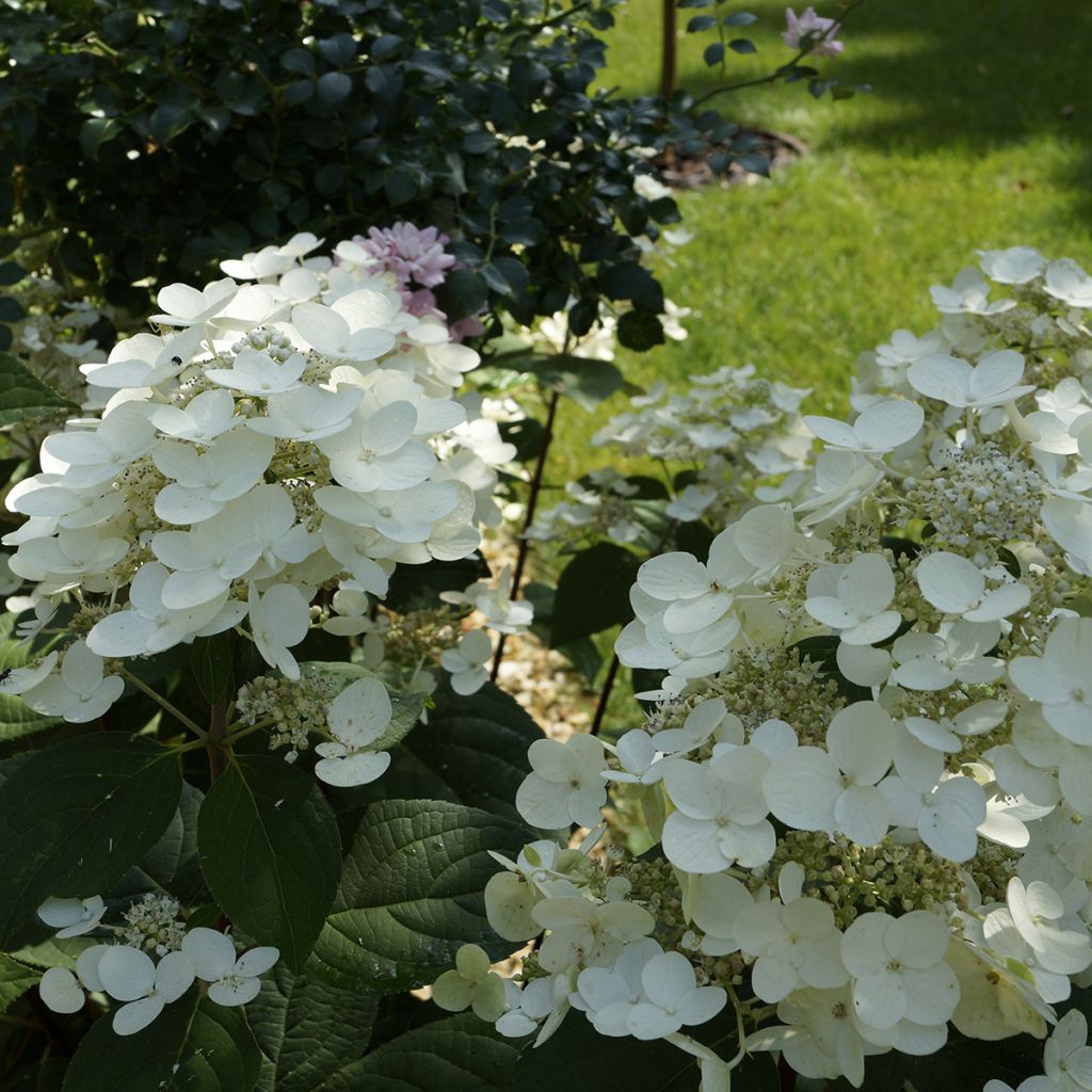 Hortensia paniculata Bombshell - Hydrangea paniculata