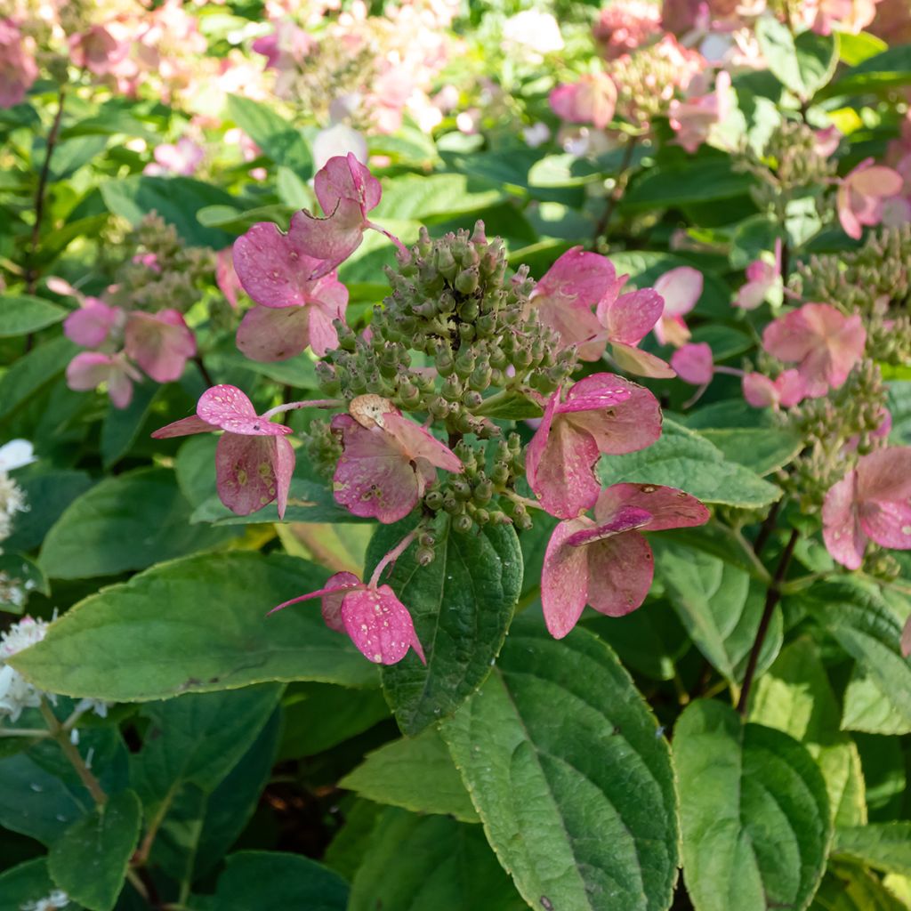 Hortensia paniculata Bombshell - Hydrangea paniculata
