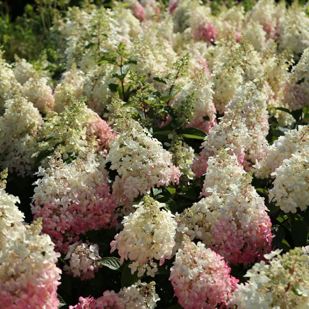 Hydrangea paniculata Candlelight® - Hortensia en pánico