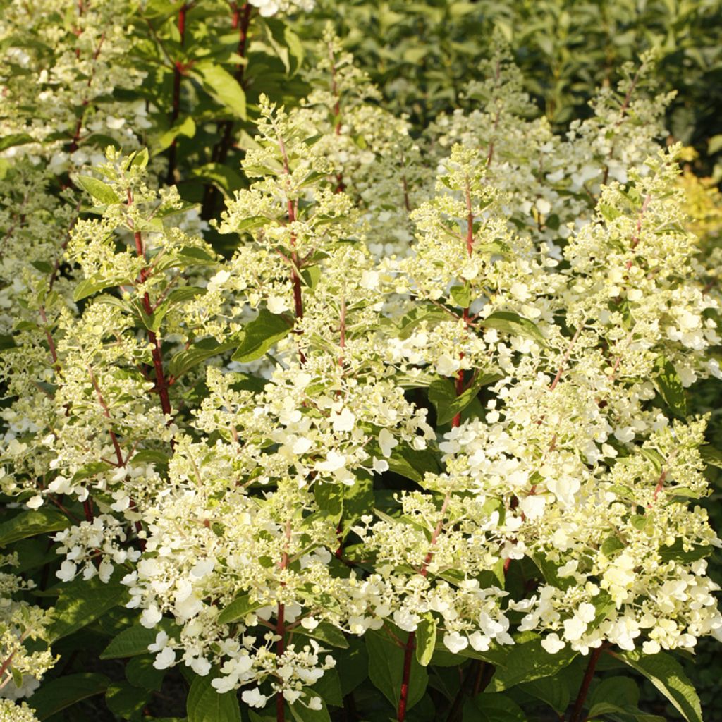 Hydrangea paniculata Candlelight® - Hortensia en pánico
