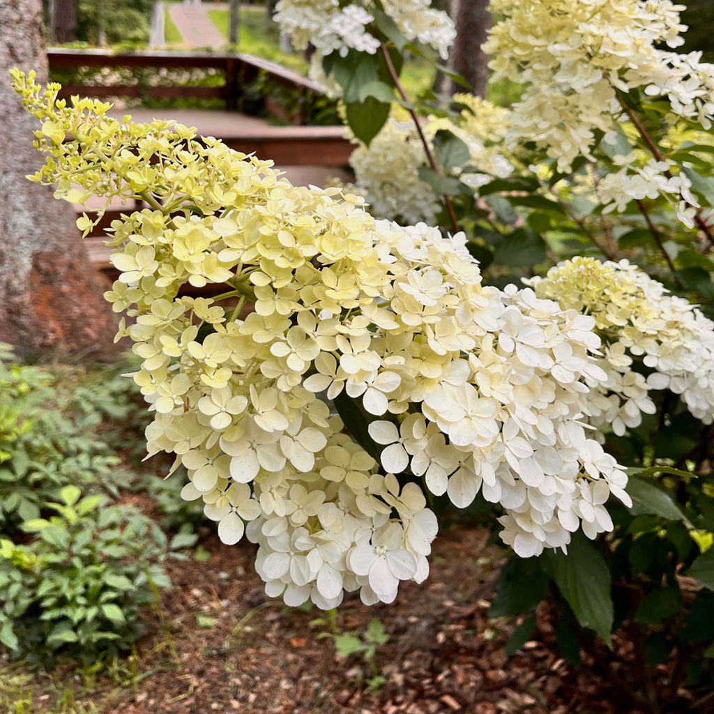 Hydrangea paniculata Candlelight® - Hortensia en pánico