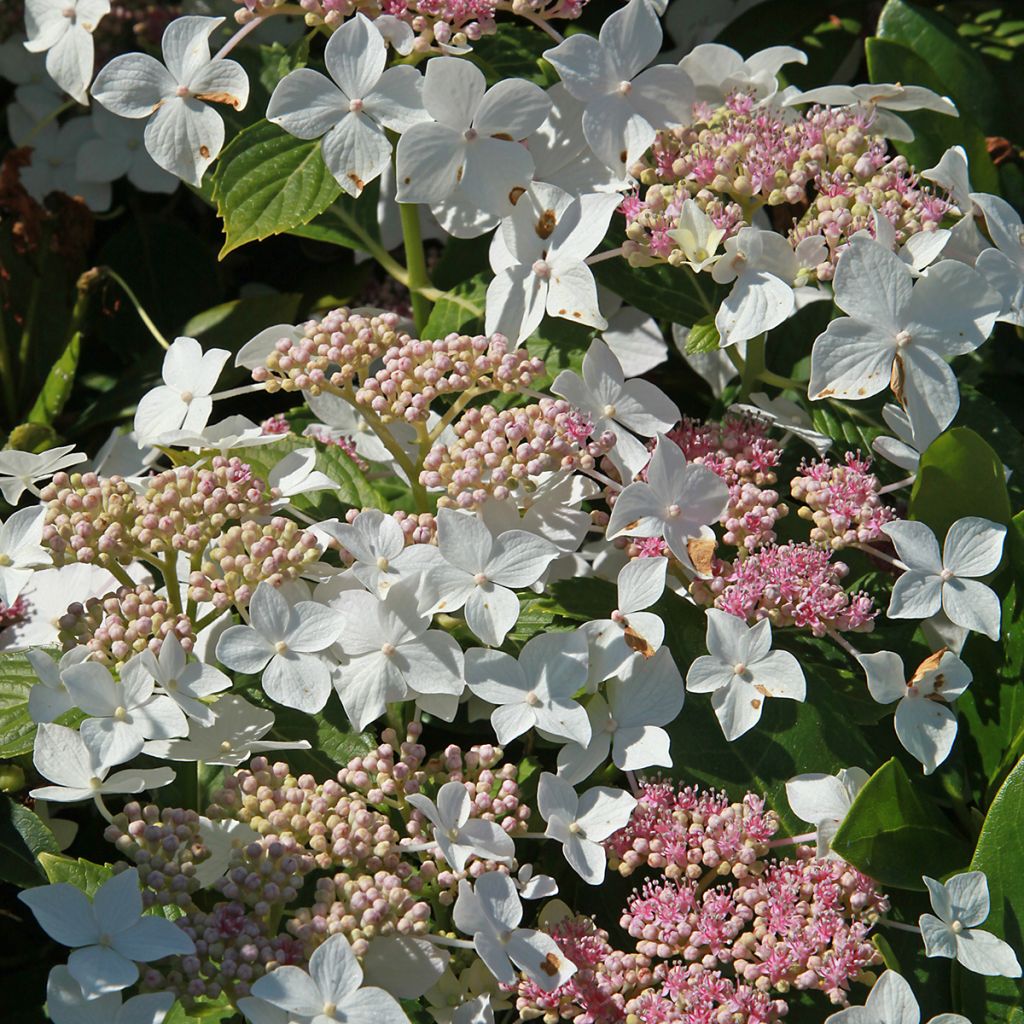Hortensia paniculata Confetti - Hydrangea