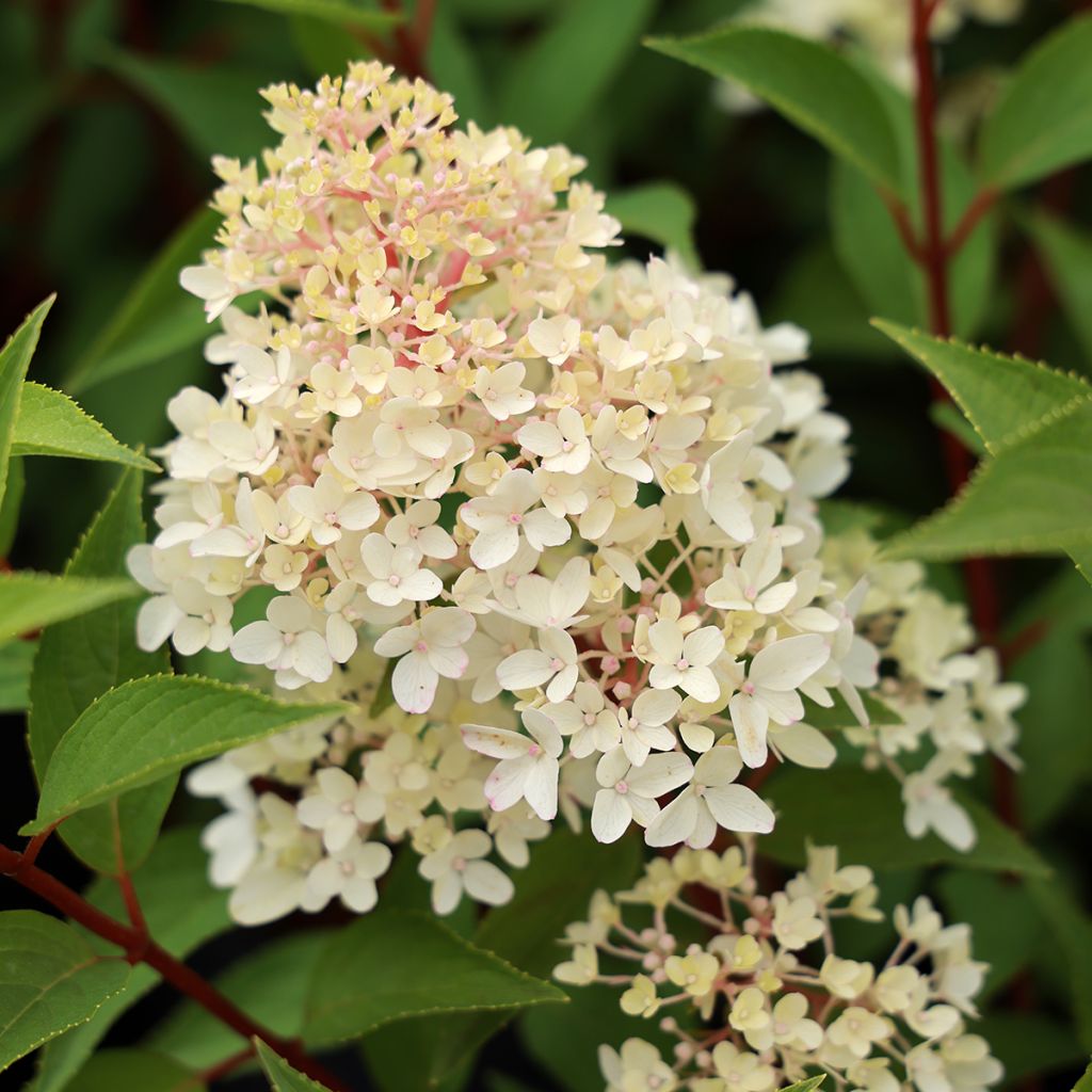 Hydrangea paniculata Coussine (Petite Flori) - Hortensia en pánico