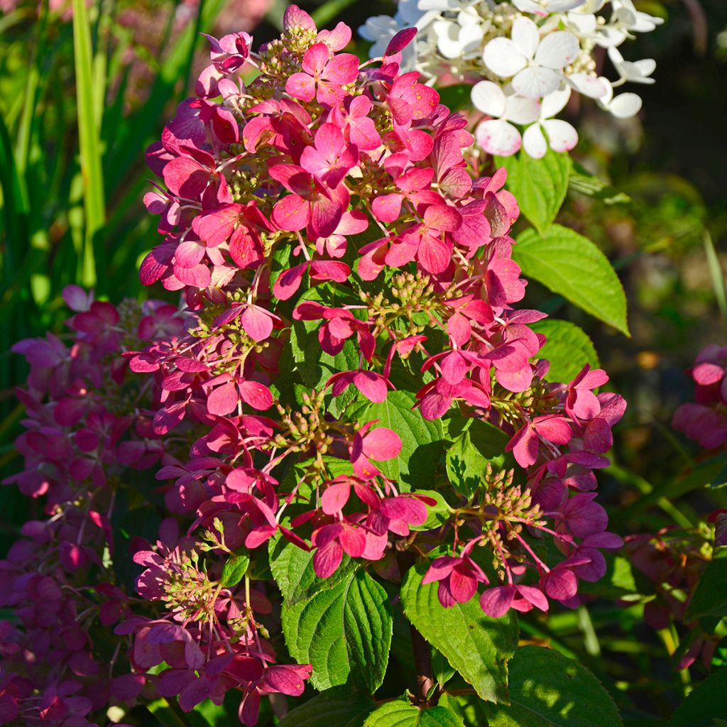 Hortensia paniculata Diamant Rouge - Hydrangea paniculata