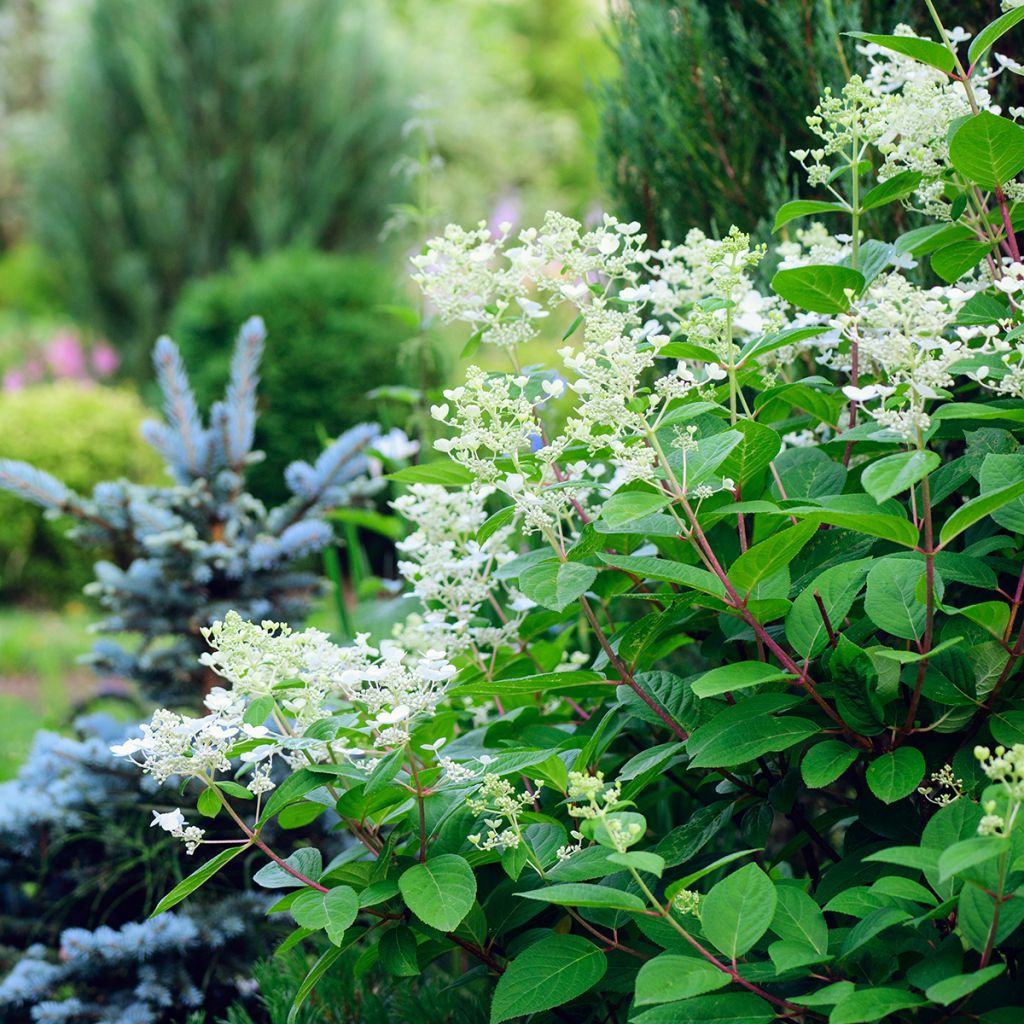 Hortensia paniculata Early Sensation - Hydrangea paniculata