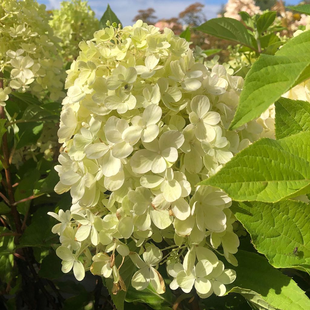 Hortensia paniculata Fire Light - Hydrangea paniculata
