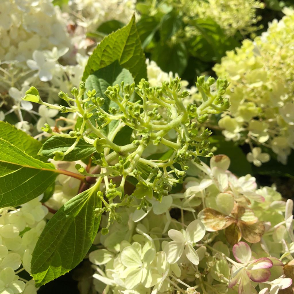 Hortensia paniculata Fire Light - Hydrangea paniculata