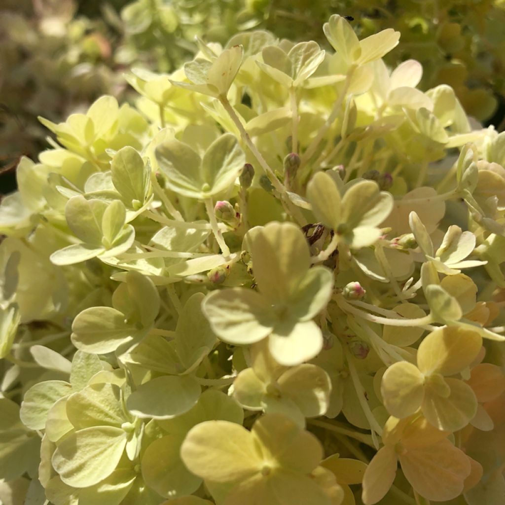 Hortensia paniculata Fire Light - Hydrangea paniculata