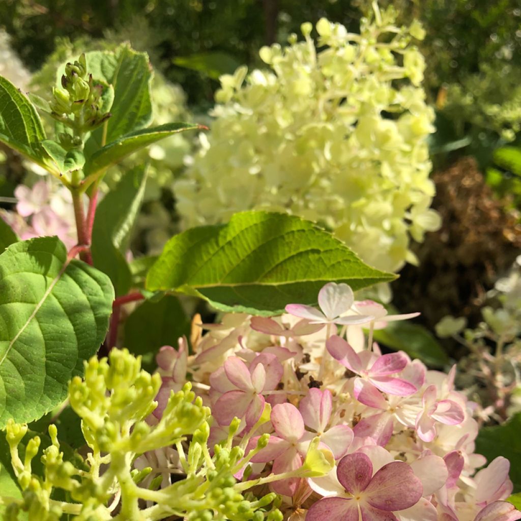 Hortensia paniculata Fire Light - Hydrangea paniculata