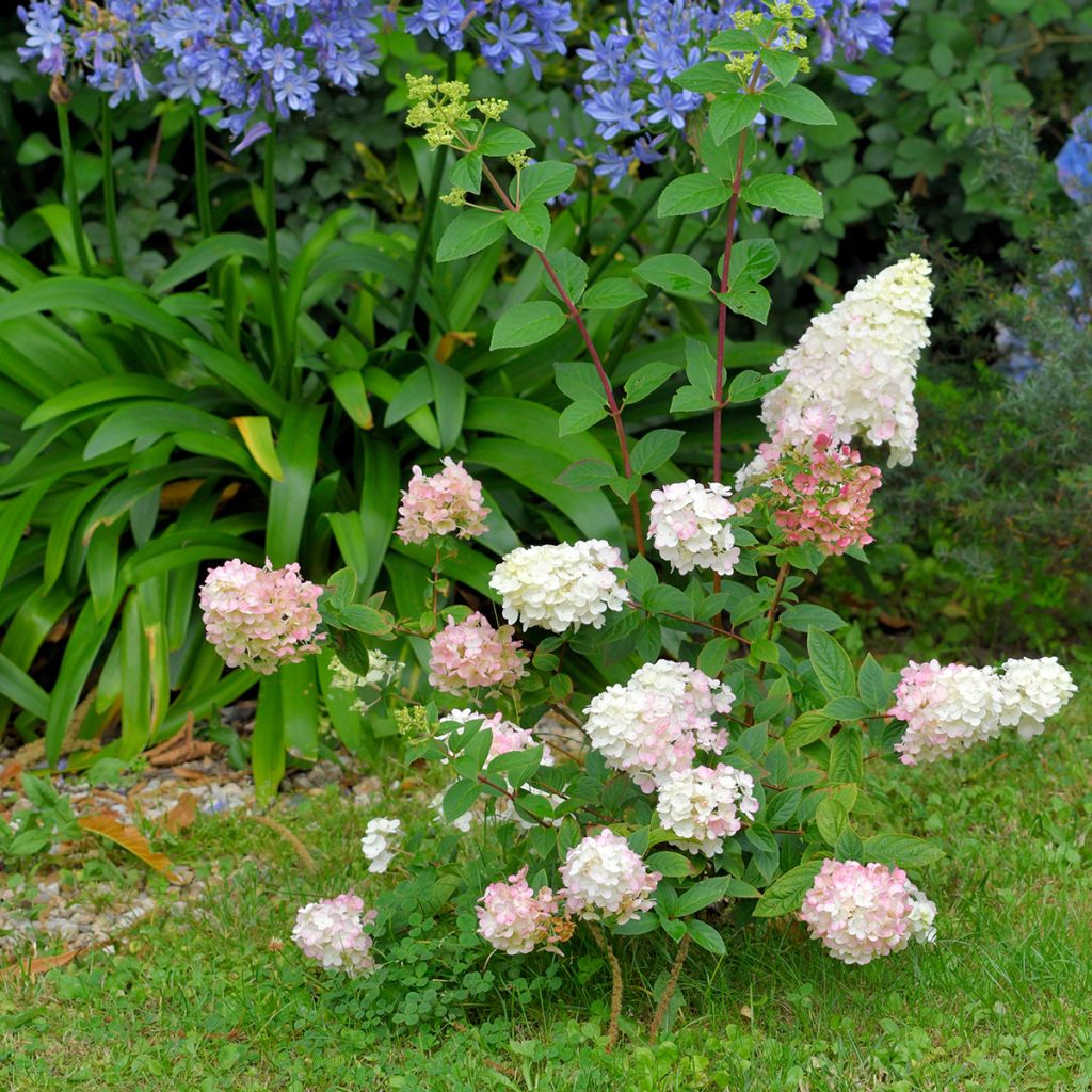 Hortensia paniculata Fraise Melba - Hydrangea