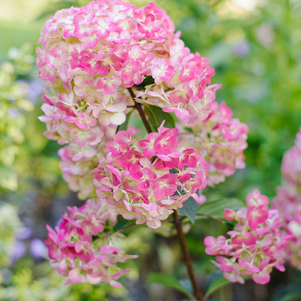 Hortensia paniculata Framboisine - Hydrangea