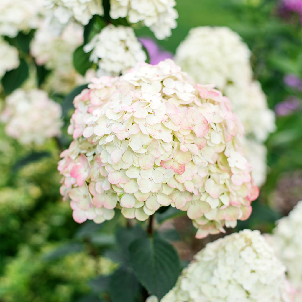 Hortensia paniculata Framboisine - Hydrangea