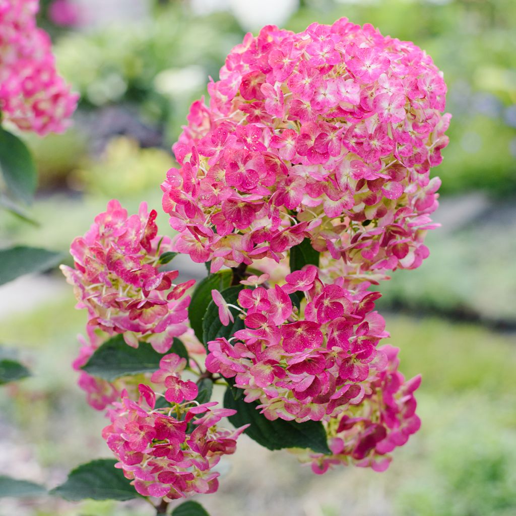 Hortensia paniculata Framboisine - Hydrangea