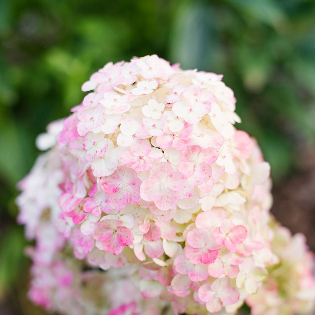 Hortensia paniculata Framboisine - Hydrangea