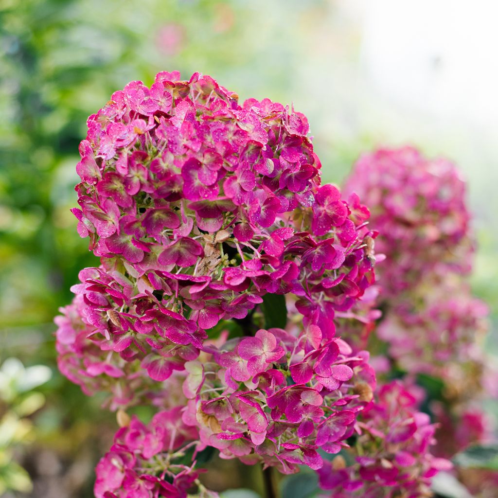 Hortensia paniculata Framboisine - Hydrangea