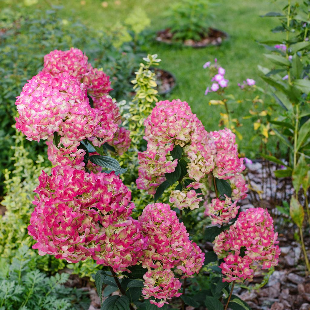 Hortensia paniculata Framboisine - Hydrangea