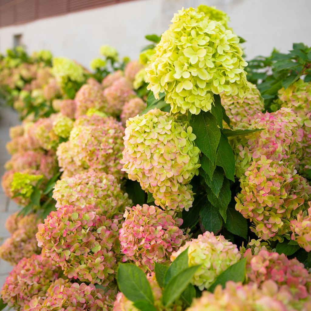 Hortensia paniculata Graffiti - Hydrangea paniculata
