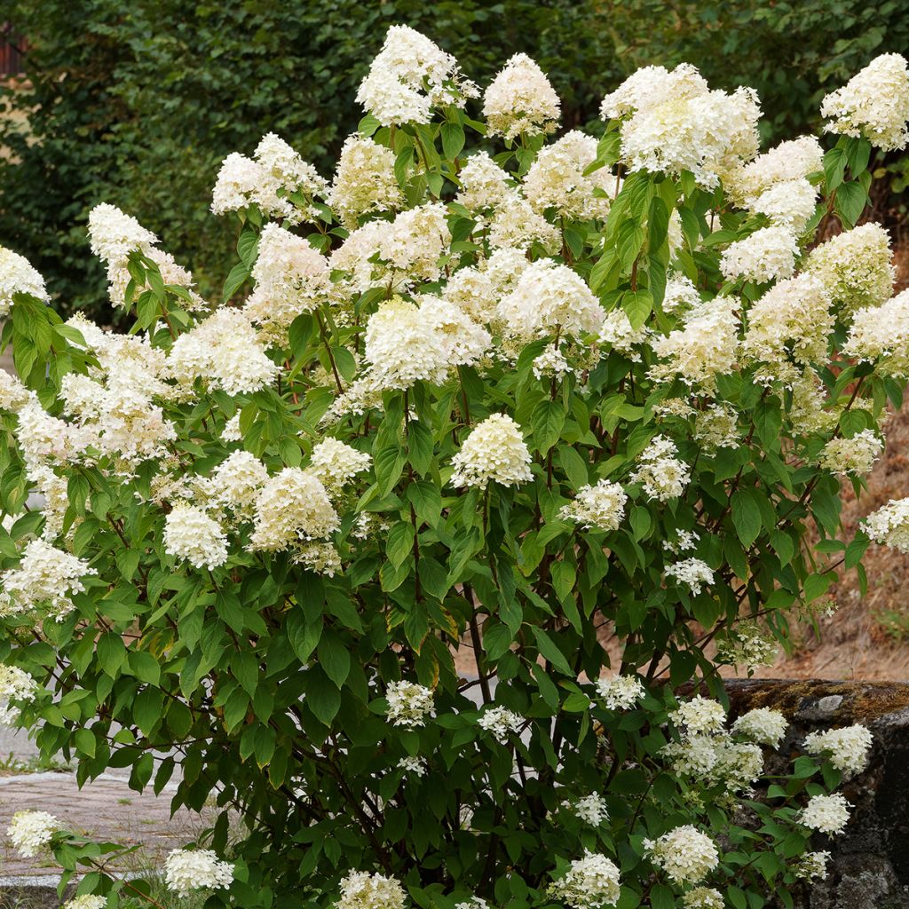 Hortensia paniculata Grandiflora - Hydrangea